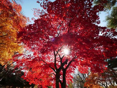 逆光の紅葉 紅葉,もみじ,秋の写真素材