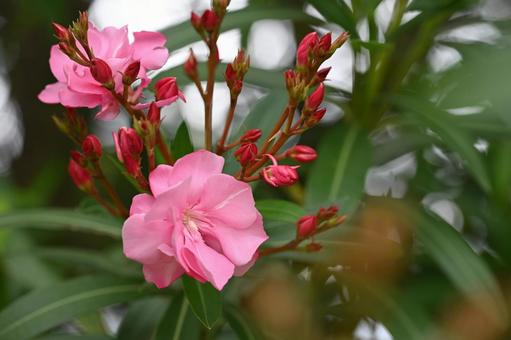 Oleander, JPG