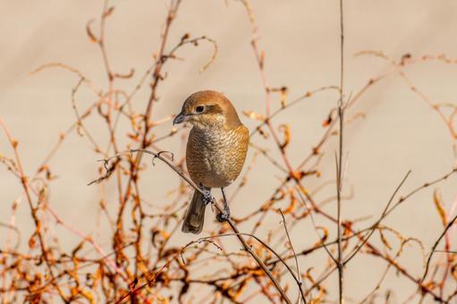 A shrike perched on a branch, mos, hyperbird, wild bird, JPG