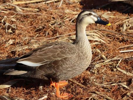 Mallard, JPG