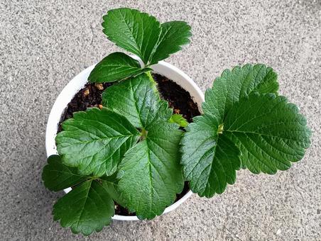 植え付けたイチゴの苗 植え付けたイチゴの苗 苗,イチゴ,白蜜香の写真素材