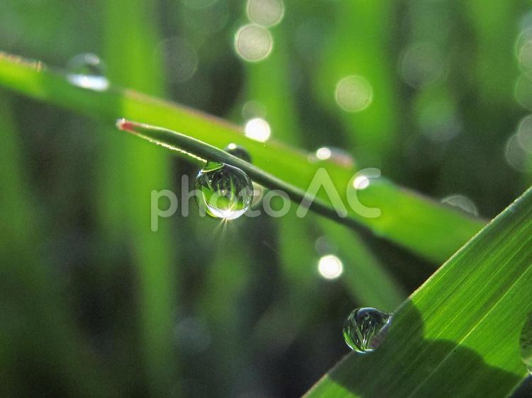 水滴と緑の葉の風景 水滴,しずく,雨の写真素材