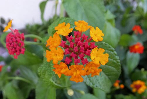 ランタナ [Lantana]-007の写真