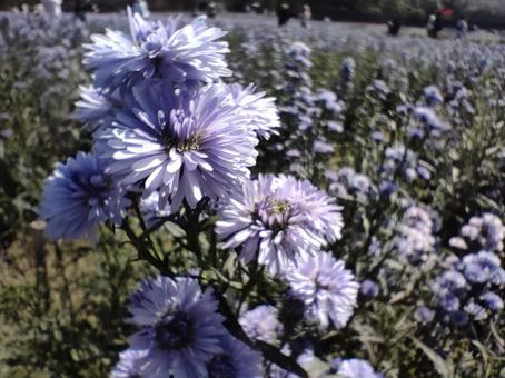 友禅菊 菊,友禅菊,花の写真素材