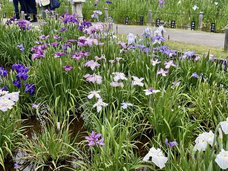 堀切菖蒲園 曇り空の下咲き誇る花菖蒲 堀切菖蒲園 曇り空の下咲き誇る花菖蒲 堀切菖蒲園,5月,菖蒲の写真素材