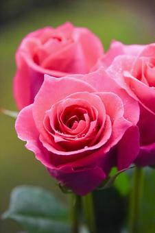 ピンクのばら ピンク,花,バラの写真素材