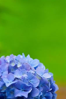 アジサイ10 紫陽花,あじさい,花の写真素材