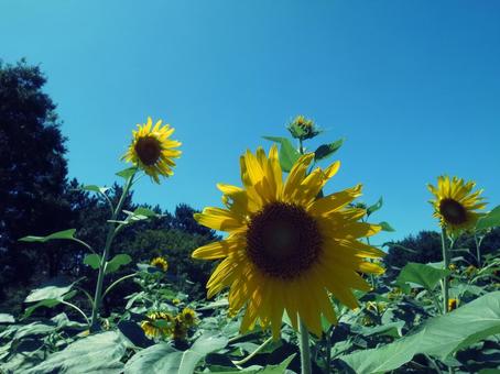 ひまわり 青空 夏 ひまわり 青空 夏の写真