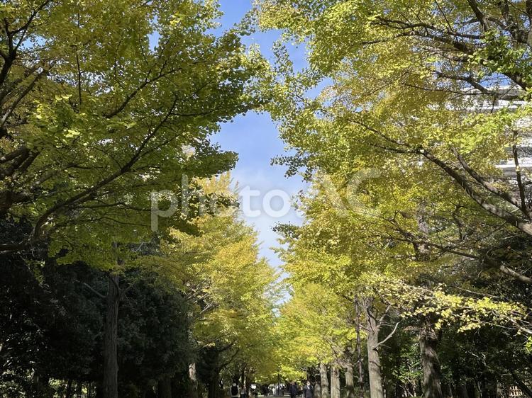 銀杏並木 木,風景,秋の写真素材