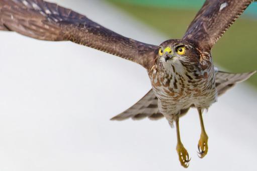 町中で飛んでいるツミの幼鳥 ツミ,雀鷹,タカの写真素材