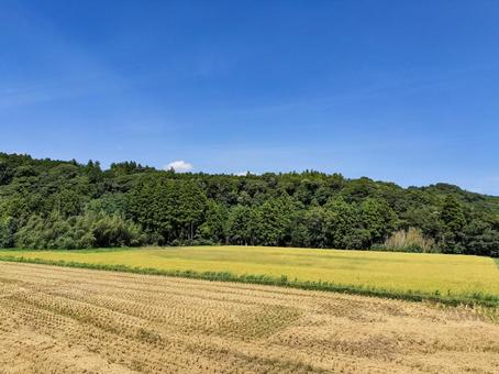 千葉県南部 8月の稲田の風景 千葉県南部 8月の稲田の風景の写真