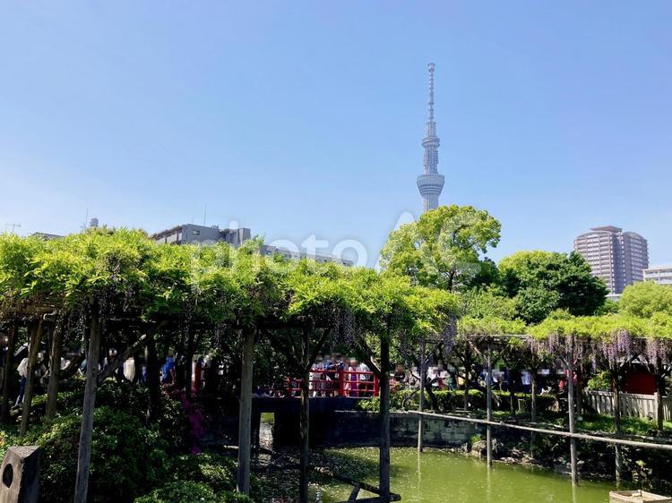 東京風景・亀戸天神 亀戸天神,藤,藤棚の写真素材