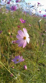 Cosmos, JPG