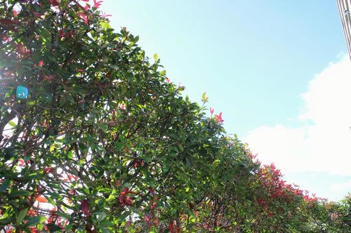 盛岡市内の散策　その１ 境,塀,ガーデニングの写真素材