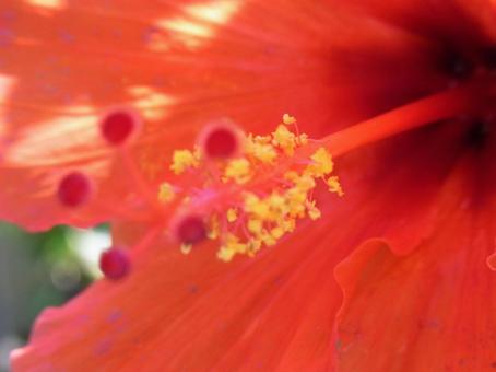 温室の赤いハイビスカス・花芯の拡大 温室の赤いハイビスカス・花芯の拡大の写真