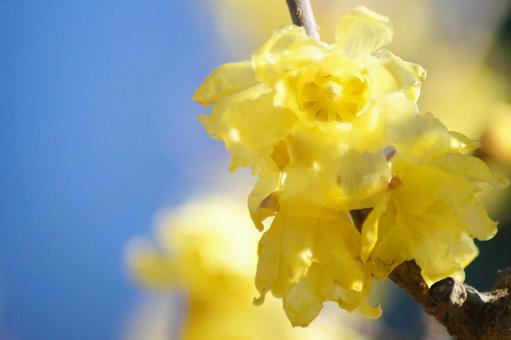 ロウバイ-106の写真