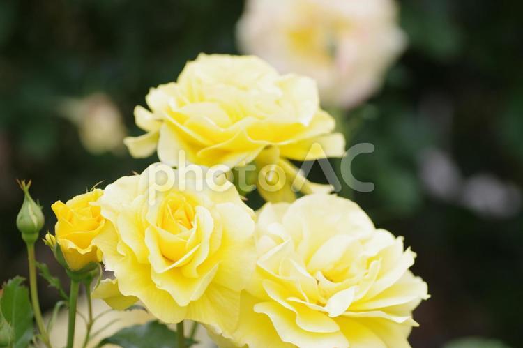 満開の黄色の薔薇の花びら ばらまつり,フラワーパーク,春の写真素材