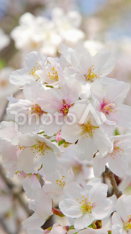 桜の花のクローズアップ（ソメイヨシノ） 桜,花,ソメイヨシノの写真素材