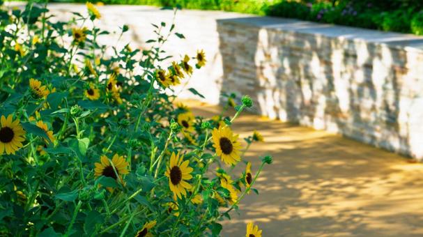 ヒメヒマワリが咲く庭の風景 ヒメヒマワリ,花,植物の写真素材