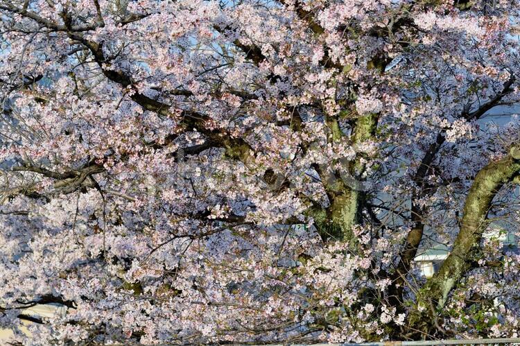 満開の古木さくら かわいい,さくら,しずくの写真素材