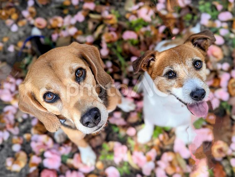 私たちばえてる？ 犬,ビーグル,ジャックラッセルテリアの写真素材