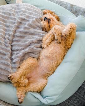 犬用ベッドでヘソ天するトイプードル 犬,ヘソ天,仰向けの写真素材