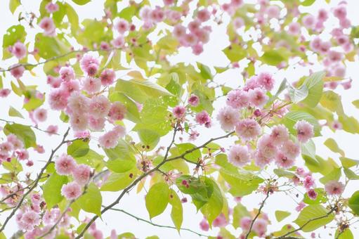 梅護寺数珠掛桜 梅護寺数珠掛桜,花,ピンクの写真素材