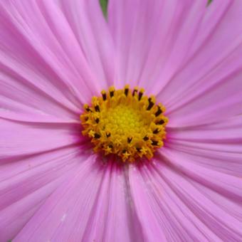 コスモス(秋桜) コスモス(秋桜) コスモス,秋桜,花の写真素材