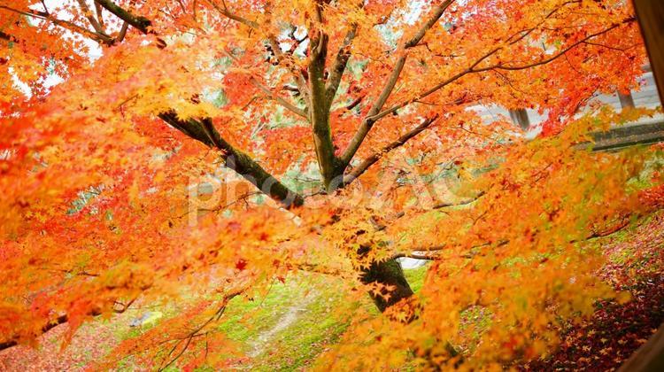 踊る紅葉 もみじ,モミジ,秋の写真素材