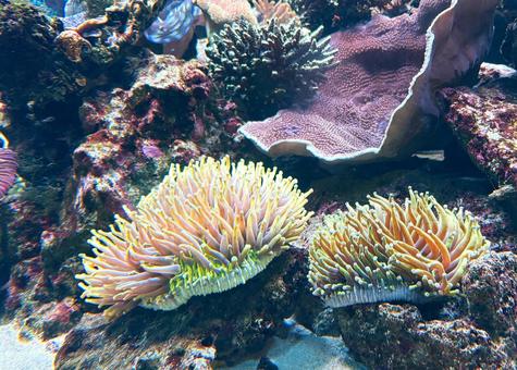 サンゴ サンゴ,海,水の写真素材