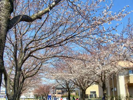 桜の並木道-16 桜,木,幹の写真素材