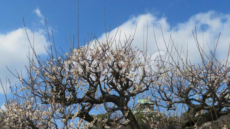 大阪城公園の春の訪れ 梅,花,大阪の写真素材