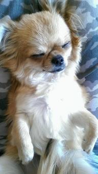 寝ているチワワ 寝ているチワワ 犬,ペット,チワワの写真素材