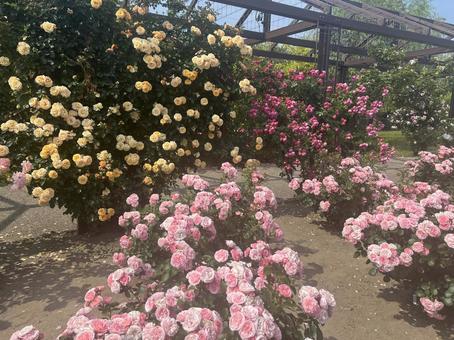 いくとぴあ食花のバラ園 いくとぴあ食花のバラ園の写真