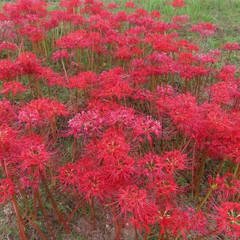ヒガンバナ（彼岸花・曼珠沙華） ヒガンバナ,マンジュシャゲ,彼岸花の写真素材