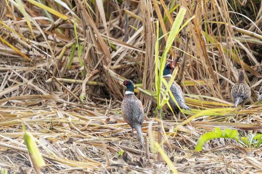 Korean Pheasant, JPG Korean Pheasant, JPG
