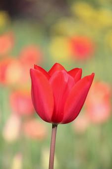 Tulip flowers, JPG Tulip flowers, JPG