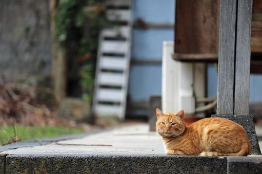 民家の守り神のよな茶トラ猫の写真