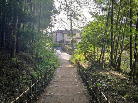 佐倉／ひよどり坂の竹林 ひよどり坂,竹林,竹の写真素材