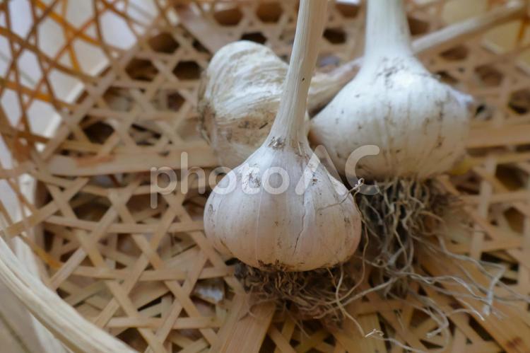 家庭菜園で収穫したにんにく（アップ） 収穫,家庭菜園,野菜の写真素材