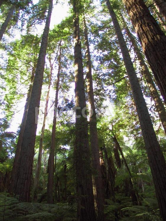 ニュージーランド　ロトルア　セコイヤ森林 ニュージーランド,ロトルア,セコイヤ森林の写真素材