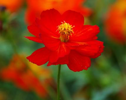 キバナコスモス 'カーペット・レッド' キバナコスモス 'カーペット・レッド' キバナコスモス,カーペット,レッドの写真素材