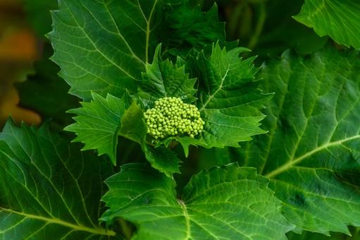 紫陽花の若いつぼみと瑞々しい葉 紫陽花の若いつぼみと瑞々しい葉の写真