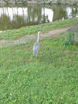 アオサギ 自然,アオサギ,鳥の写真素材