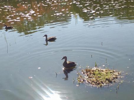 鳥 鳥,動物,生き物の写真素材