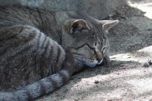 ねこ にゃんこ,可愛い,野良猫の写真素材