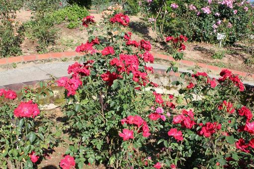 ばら239 ばら,バラ,春の写真素材