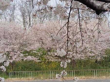 桜並木 桜,桜並木,花の写真素材