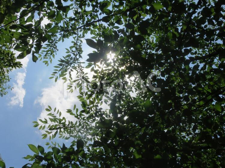 木漏れ日 木,葉,空の写真素材