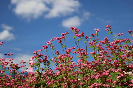 青空と白い雲とピンクの花の赤そばの花畑 青空,白い,雲の写真素材